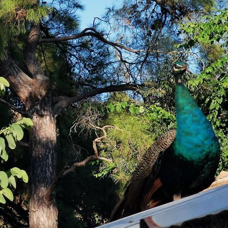 şeker bungalov Apartment Cirali Bagian luar foto